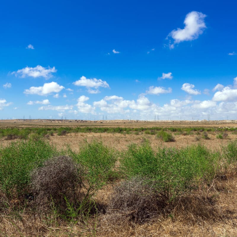 South Texas-inspired master-planned community with open land, mesquite trees, horseback riding trails, and ranch-style architecture.