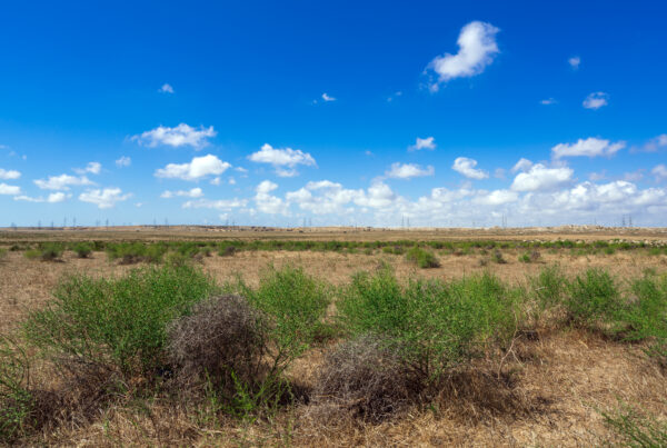 What Is a Master Planned Community? 2 Camel thorn bushes in the steppe